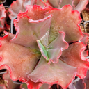 Echeveria 'Chocolate Ruffles'