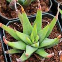 Haworthia attenuata var. radula