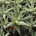 Haworthia attenuata var. radula - February