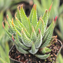 Haworthia attenuata var. radula - October