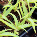 Aloe arborescens f. variegata - Candelabra Aloe