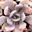 Graptoveria 'Debbie'