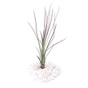 Tillandsia juncea (red, enhanced)