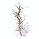 Air Plant - Tillandsia diaguitensis [3.0-4.0"]