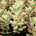 Sedum rubrotinctum 'Aurora' - Pink Jelly Bean