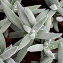 Crassula mesembryanthemoides 'Tarantula'