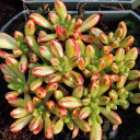 Aeonium sedifolium - Dwarf Aeonium