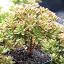 Aeonium sedifolium - Dwarf Aeonium - June