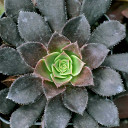 Aeonium arboreum 'Zwartkop' - December