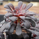 Aeonium arboreum 'Zwartkop' - March