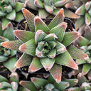 Haworthiopsis attenuata 'Concolor' - May