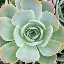 Echeveria 'Domingo' - alt view