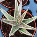 Gasteraloe 'White Wings' [large]