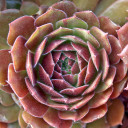 Sempervivum 'Rocknoll Rosette' (Outdoors) - August