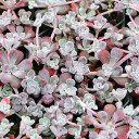 Sedum spathulifolium 'Carnea'