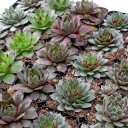Sempervivum Bulk Pack (25-50 Plants, 2" Pots) - 2in Pots