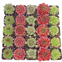 Sempervivum Bulk 25-Pack (5 Varieties, 2" Pots) - March