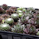 Sempervivum Bulk Pack (25-50 Plants, 2" Pots) - Detail 1