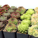 Sempervivum Bulk Pack (25-50 Plants, 2" Pots) - Alt Plants