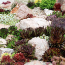 Sempervivum Bulk Pack (25-50 Plants, 2" Pots) - Rock Garden