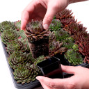 Sempervivum Bulk Pack (25-50 Plants, 2" Pots) - Rooted Plants