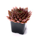 Sempervivum Bulk Pack (25-50 Plants, 2" Pots) - Single Pot
