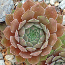 Sempervivum 'Lynn's Choice' (Outdoors) - August