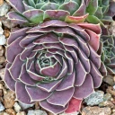 Sempervivum heuffelii 'Bermuda' (Outdoors) - November