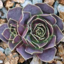 Sempervivum heuffelii 'Bermuda' (Outdoors) - January