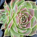 Sempervivum heuffelii 'Cameo'