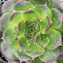 Sempervivum heuffelii 'Chocolate Sundae' - February