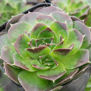 Sempervivum heuffelii 'Chocolate Sundae' - February - Alt