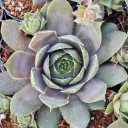 Sempervivum 'Emerald Empress' (Young)