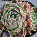 Sempervivum heuffelii 'Notah' - Clump