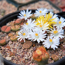 Lithops - Living Stones (Photo by Reddit user wandering_meatloaf)