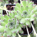 Sempervivum leucanthum