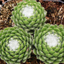 Sempervivum 'Forest Frost'