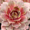 Sempervivum 'Desert Bloom' - January