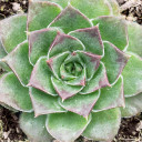 Sempervivum heuffelii 'Iole' - February