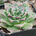 Sempervivum heuffelii 'Iole' - February - Alt