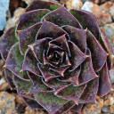 Sempervivum heuffelii 'Iole' (Outdoors) - February