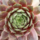Sempervivum 'Atroviolaceum' (Mature) - May