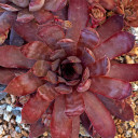 Sempervivum 'Atroviolaceum' (Outdoors) - May