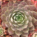 Sempervivum 'Atroviolaceum' (Mature) - August