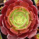 Aeonium 'Cyclops' - July