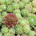 Sempervivum 'Hey Hey' - Spring