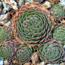 Sempervivum 'Green Wheel' (Outdoors) - November