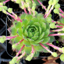 Sempervivum 'Green Wheel' (Mature) - March