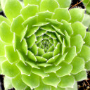 Sempervivum 'Green Wheel' (Young) - May