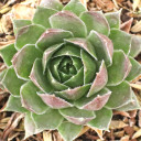 Sempervivum 'Hopewell' - December